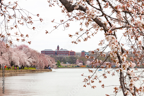 Cherry Blossom