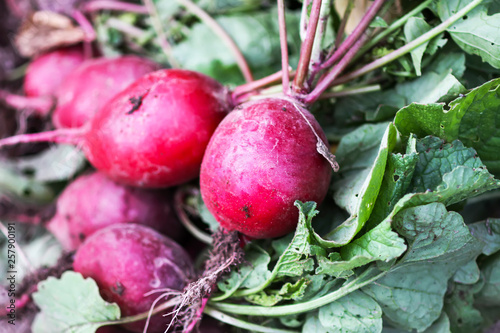 Freshly harvested radish