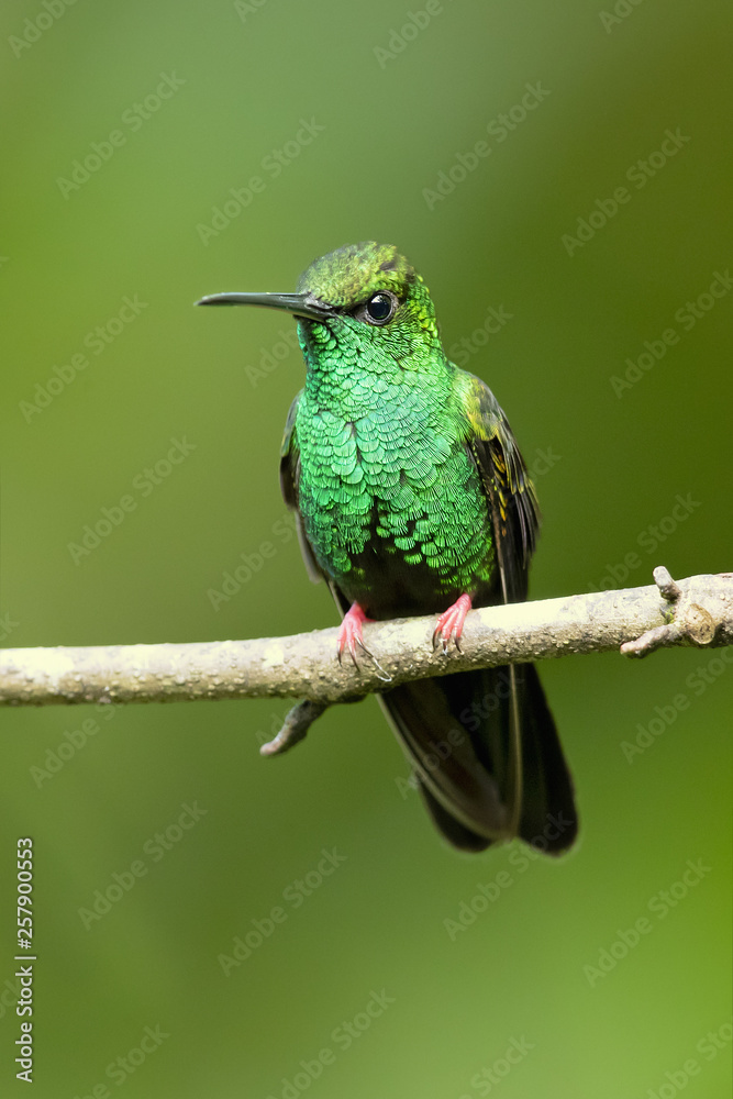 Obraz premium Bronze-tailed plumeleteer (Chalybura urochrysia) is a large hummingbird resident in Central America and South America from eastern Honduras to northwestern Ecuador. 