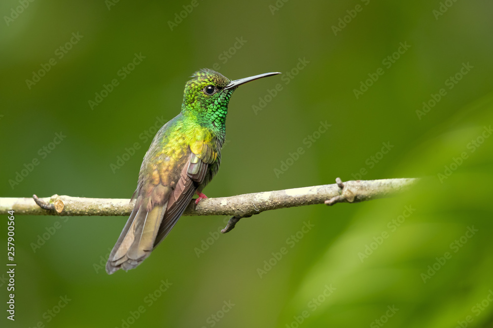 Fototapeta premium Bronze-tailed plumeleteer (Chalybura urochrysia) is a large hummingbird resident in Central America and South America from eastern Honduras to northwestern Ecuador. 
