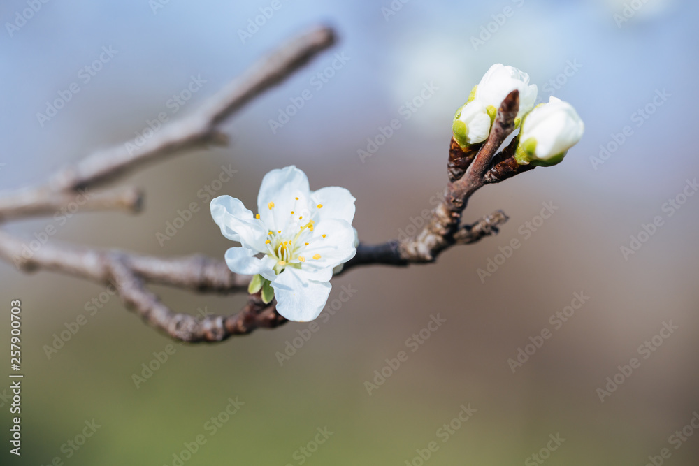 Close up of plum blossom. White spring flowers on blue sky. Close up of plum blossom. White spring flowers on blue sky.