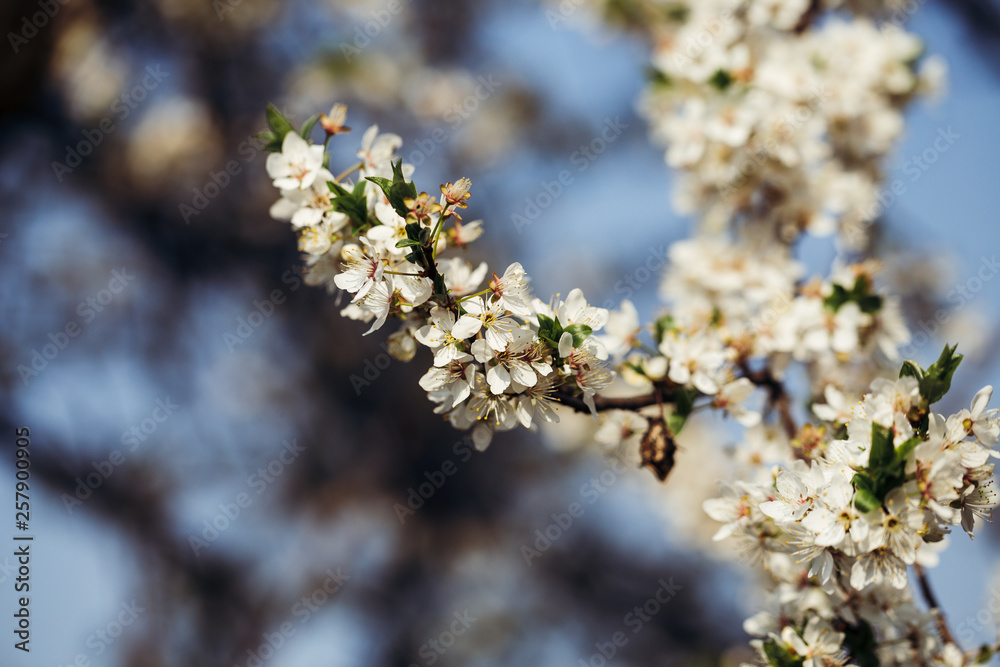 Close up of plum blossom. White spring flowers on blue sky.