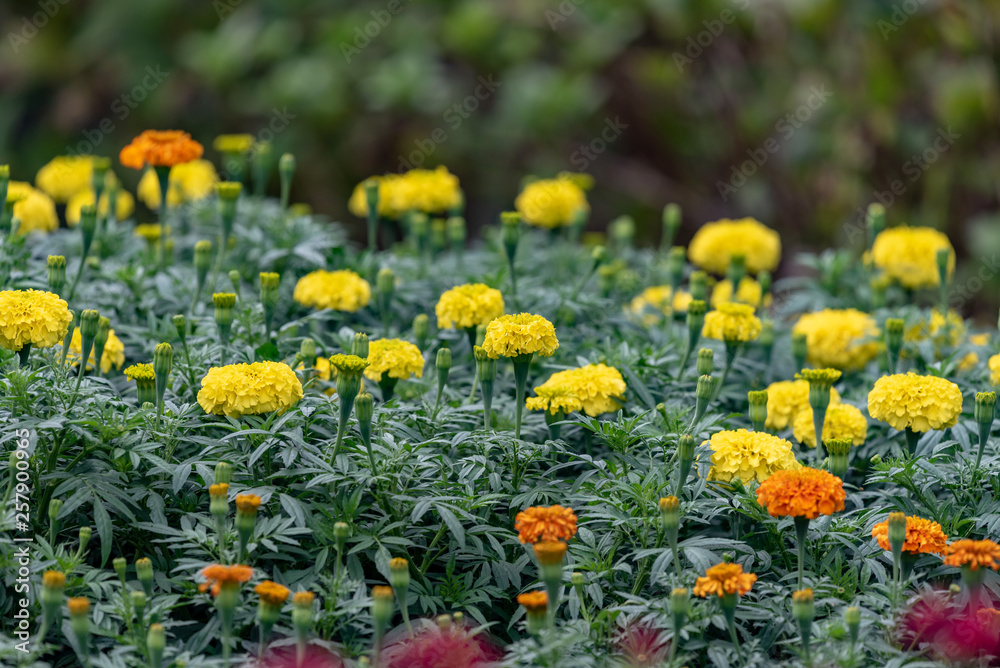 Yellow marigold flowers