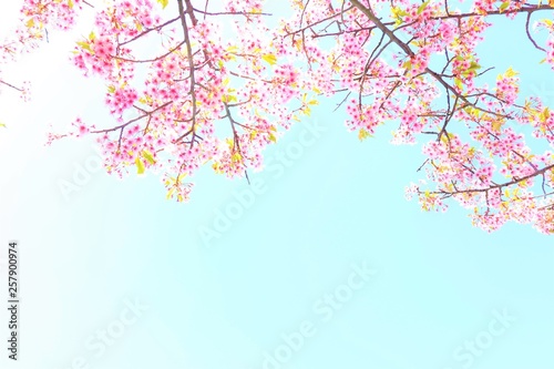 桜の花と空