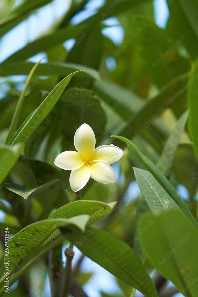 Obraz premium Beautiful tropical vegetations in the small garden on Bali.