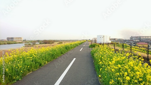 菜の花が咲く散歩道