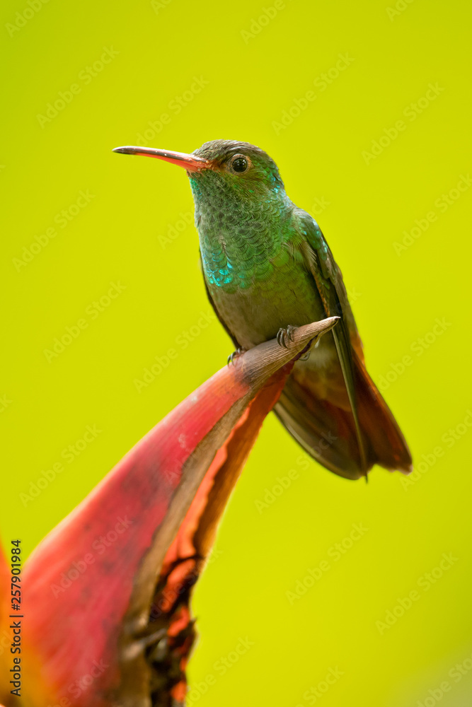 Fototapeta premium Rufous-tailed hummingbird (Amazilia tzacatl) is a medium-sized hummingbird that breeds from east-central Mexico, through Central America and Colombia, east to western Venezuela