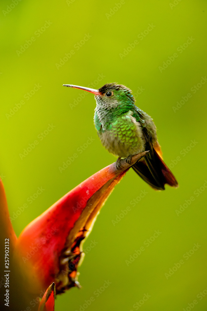 Fototapeta premium Rufous-tailed hummingbird (Amazilia tzacatl) is a medium-sized hummingbird that breeds from east-central Mexico, through Central America and Colombia, east to western Venezuela