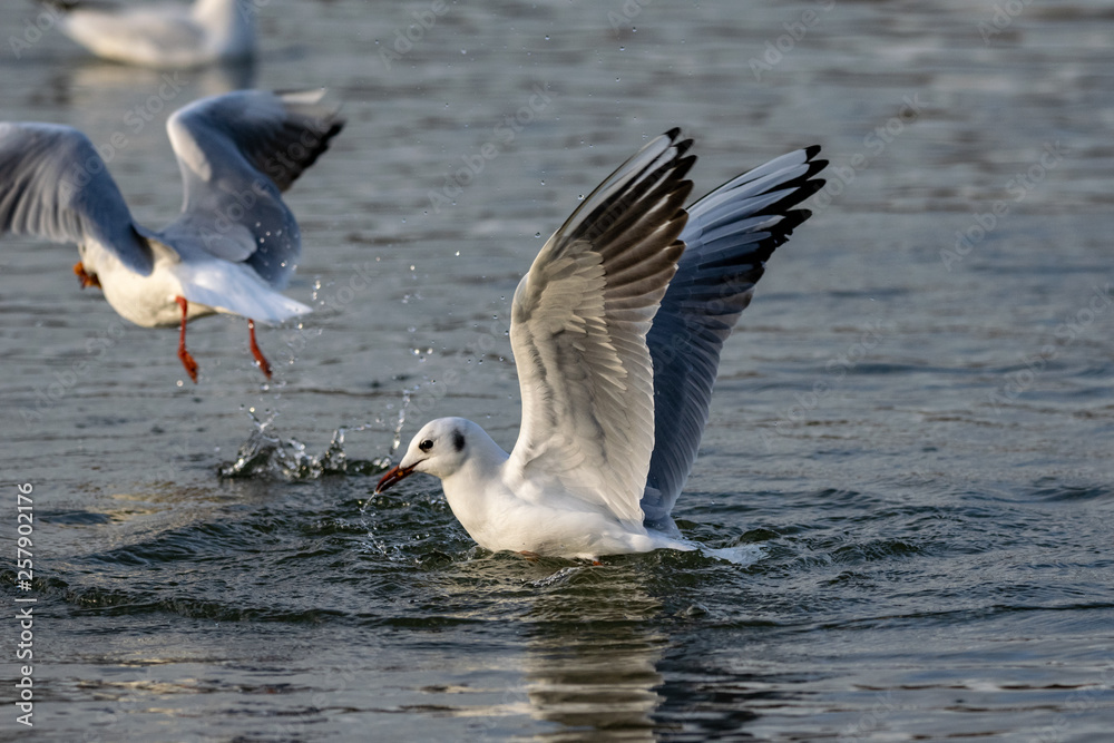 Black headed gull in winter plumage landing on water