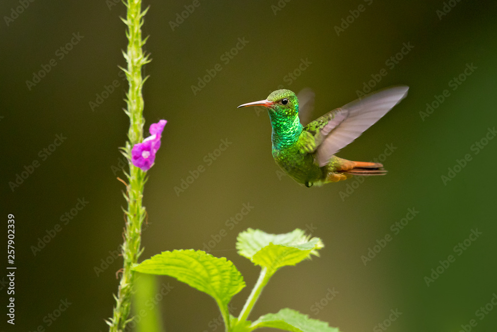 Fototapeta premium Rufous-tailed hummingbird (Amazilia tzacatl) is a medium-sized hummingbird that breeds from east-central Mexico, through Central America and Colombia, east to western Venezuela