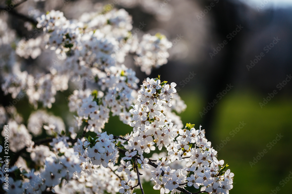 Close up of plum blossom. White spring flowers on blue sky. Close up of plum blossom. White spring flowers on blue sky.