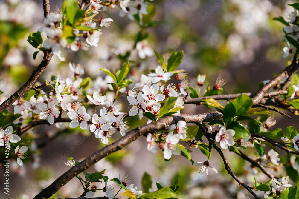 Close up of plum blossom. White spring flowers on blue sky. Close up of plum blossom. White spring flowers on blue sky.