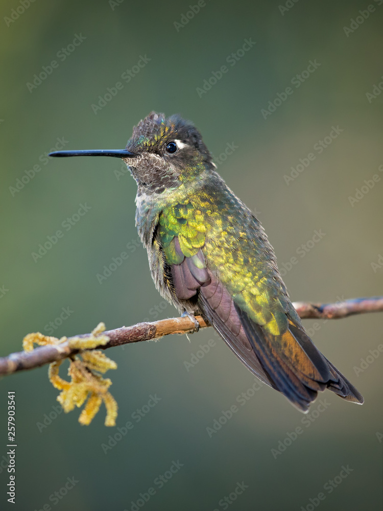 Fototapeta premium Volcano hummingbird (Selasphorus flammula) is a very small hummingbird, native to the Talamancan montane forests of Costa Rica and western Panama. 