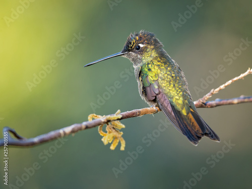 Volcano hummingbird (Selasphorus flammula) is a very small hummingbird, native to the Talamancan montane forests of Costa Rica and western Panama. 