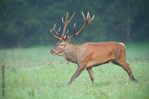 Fototapeta Naklejka Na Ścianę i Meble -  Wild red deer, cervus elaphus, stag running fast along meadow early in the morning with mist in background. Dynamic action wildlife scene with animal sprinting.