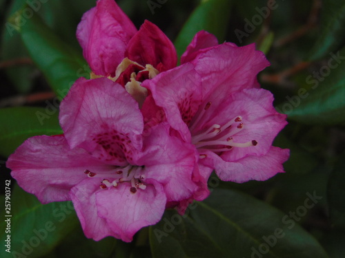 Pink rhododendron in bloom photo