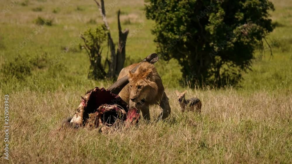 East african lion protecting his cape buffalo prey East african lion protecting his cape buffalo prey