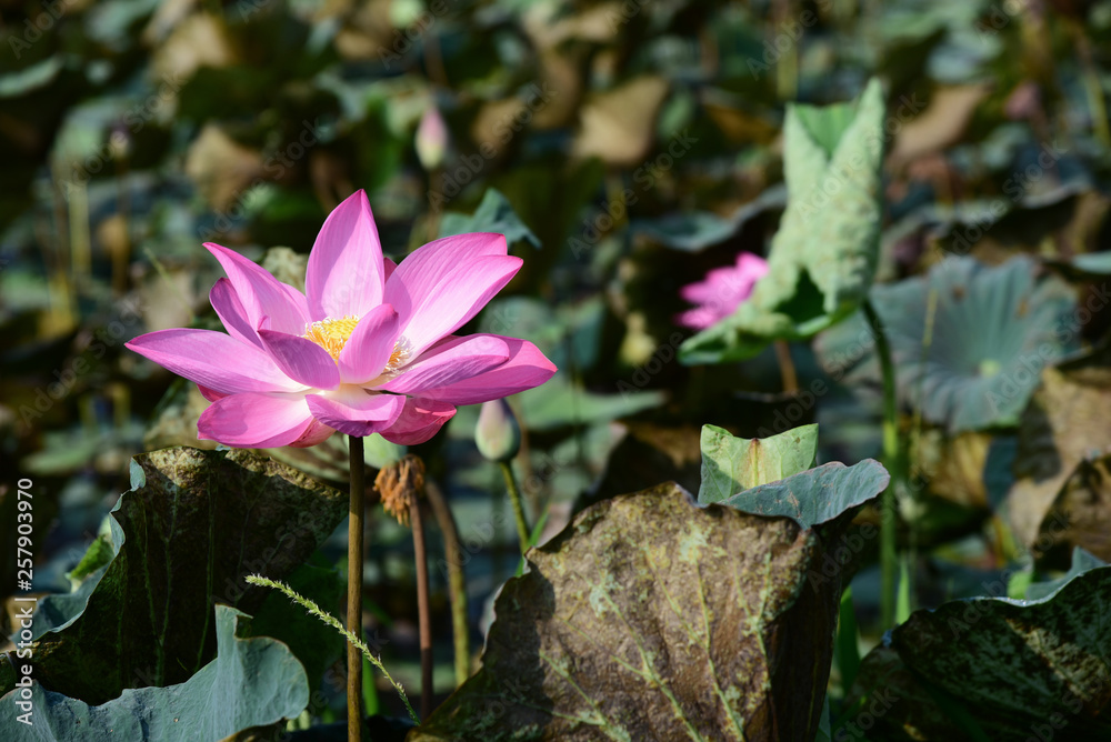 beautiful pink lotus flower in garden beautiful pink lotus flower in garden
