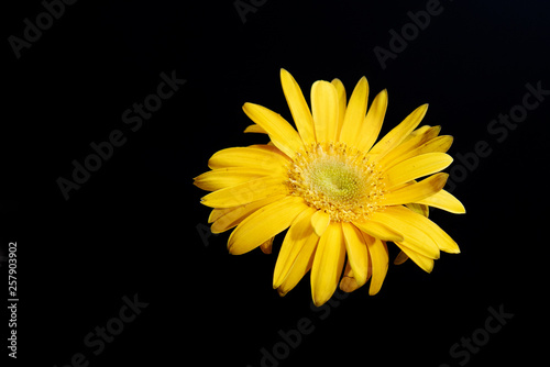Yellow flower gerbera close-up on black background