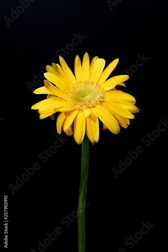 Fototapeta Naklejka Na Ścianę i Meble -  Yellow flower gerbera close-up on black background