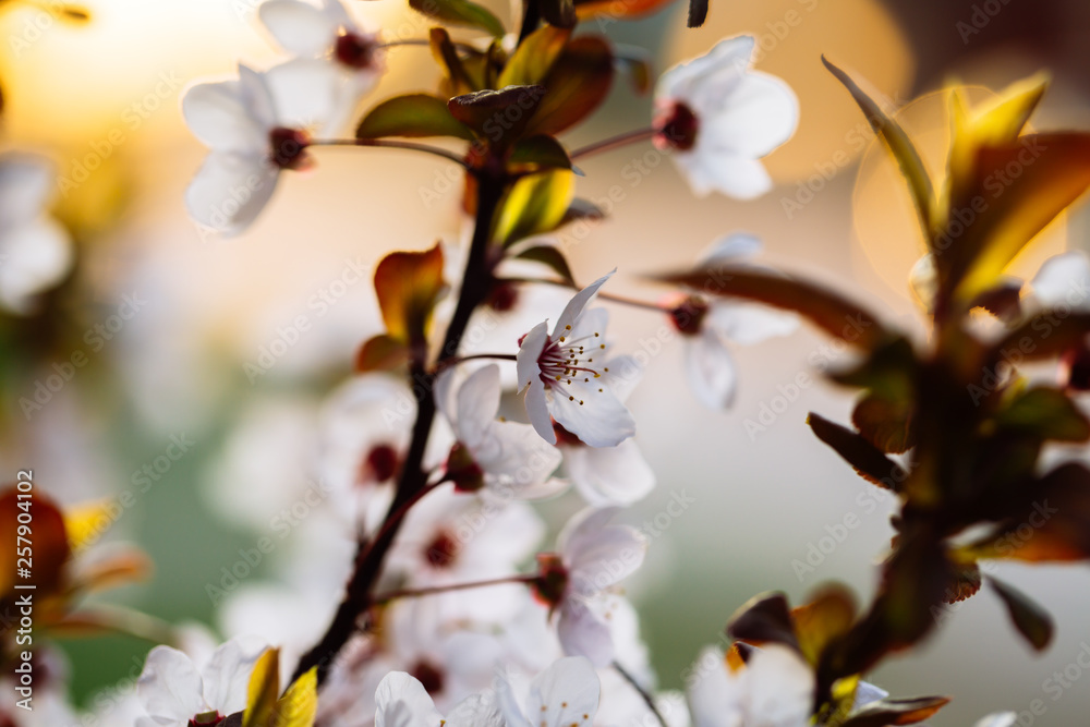 Close up of plum blossom. White spring flowers on blue sky.