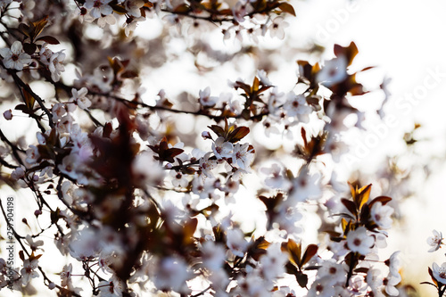 Close up of plum blossom. White spring flowers on blue sky.