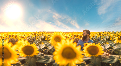 Campo di girasoli con contadino con la barba che osserva la sua campagna soddisfatto. Produzione olio di semi. photo