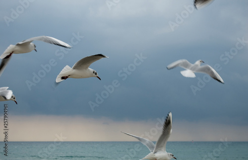 seagulls, birds typical of the sea, flying to the shore, before arrival of a storm on the coast, waves, wind, clouds, rain, weather, winter, Riviera, Liguria, Italy