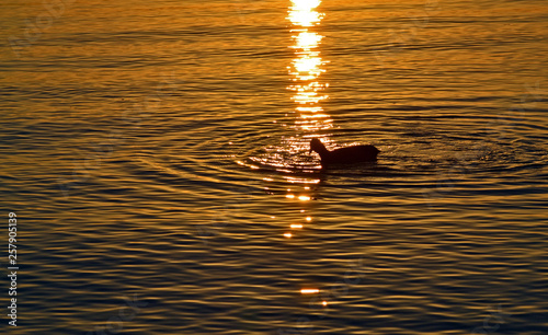 Ente im Abendrot
