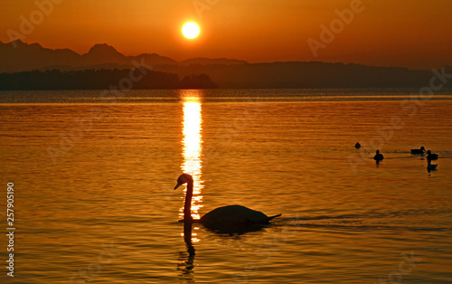 Schwan im Abendrot