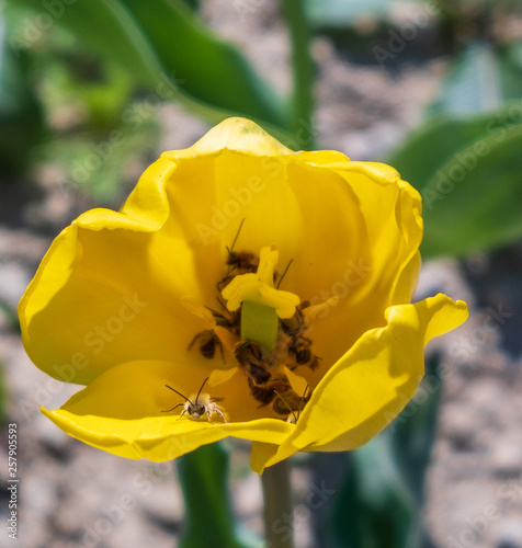 Several colorful and fragrant tulips seen from above and with many insects that go around in the biological field of Turri in the center of Sardinia. photo