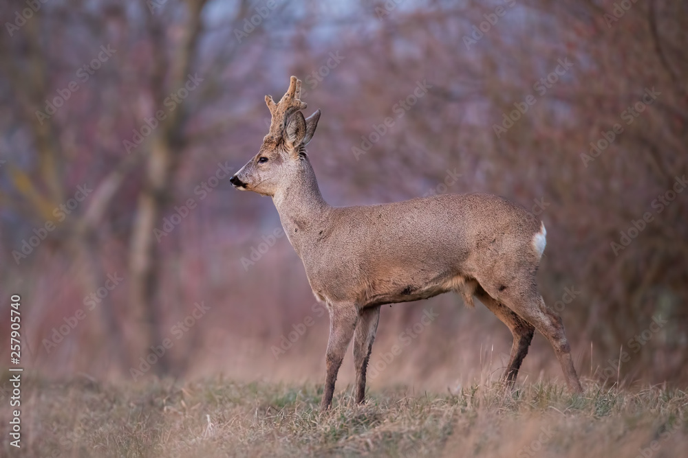 Roe deer, capreolus capreolus, buck with big antlers covered in velvet. Curious alerted wild animal in winter. Roebuck with antlers growing. Roe deer, capreolus capreolus, buck with big antlers covered in velvet. Curious alerted wild animal in winter. Roebuck with antlers growing.