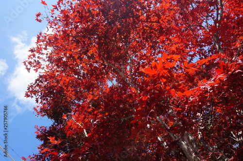 Red leaves © Maxine