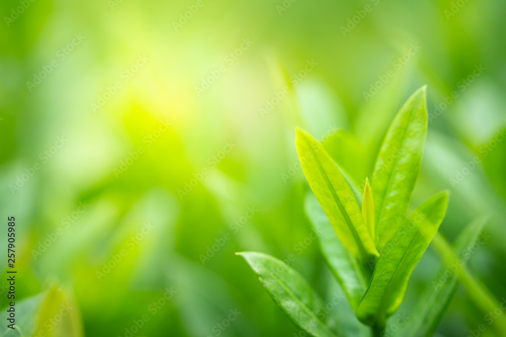 Green nature background. Closeup natural view of green leaves on blurred background for freshness