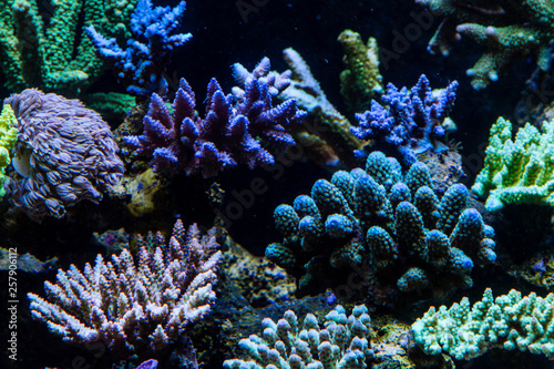 Short Polyp Stony Coral (SPS)