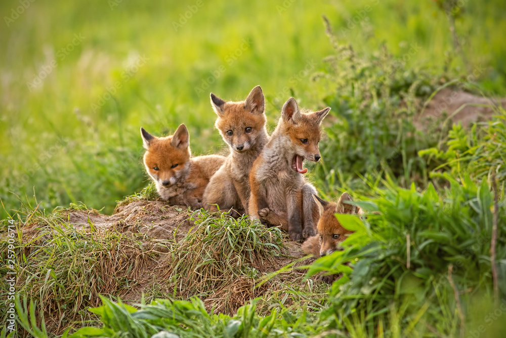 Red fox, vulpes vulpes, small young cubs near den curiously weatching around. Cute little wild predators in natural environment. Brotherhood of animlas in wilderness.