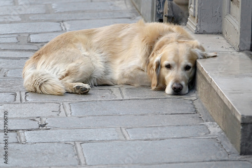Cute Golden Retriever laying on the sidewalk © cratervalley