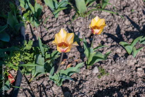 Several colorful and fragrant tulips seen from above and with many insects that go around in the biological field of Turri in the center of Sardinia.