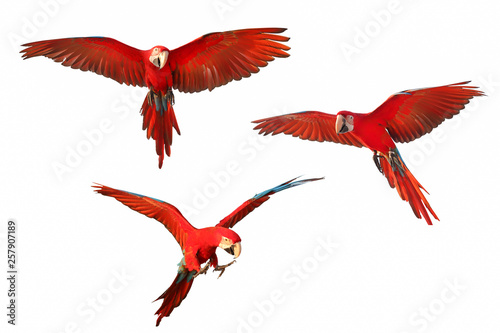 Set of macaw parrot isolated on white background photo