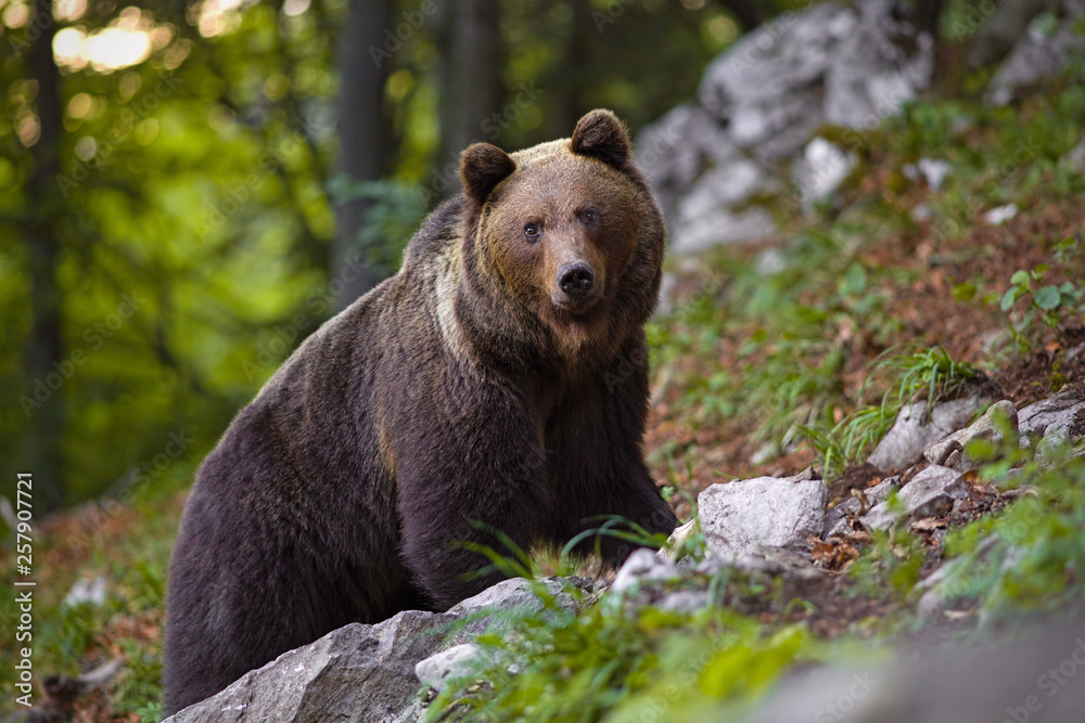 Dominant brown bear, ursus arctos standing on a rock in forest. Massive male mammal in woods. Dangerous animal. Dominant brown bear, ursus arctos standing on a rock in forest. Massive male mammal in woods. Dangerous animal.