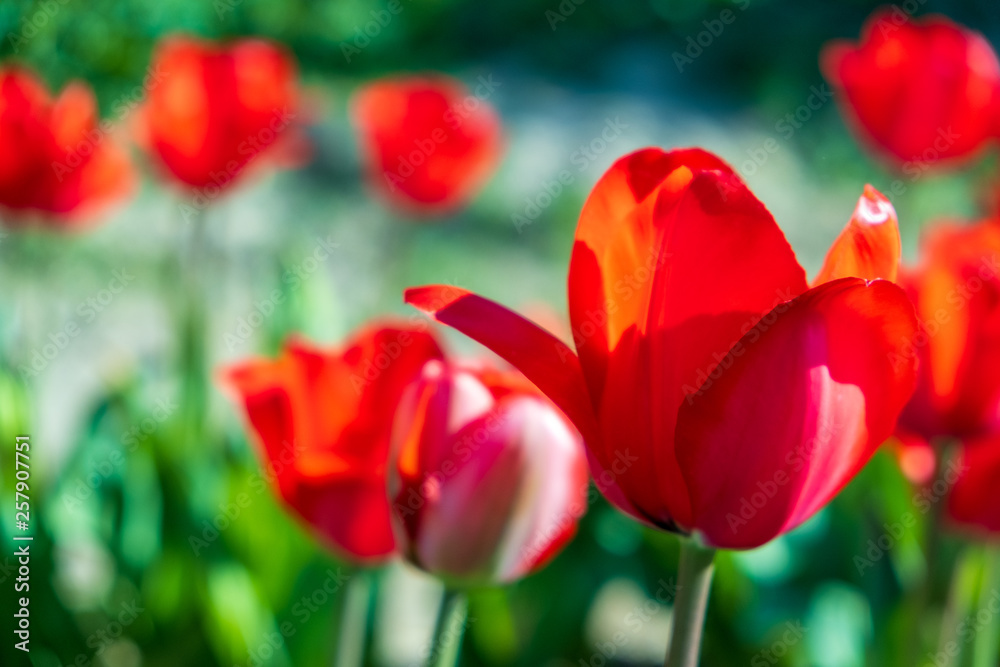 Fototapeta premium Several colorful and fragrant tulips seen from above and with many insects that go around in the biological field of Turri in the center of Sardinia.