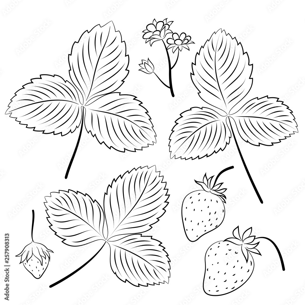 Set of Wild Strawberry, Berries and Leaves, Black Pictograms Isolated on White. Vector