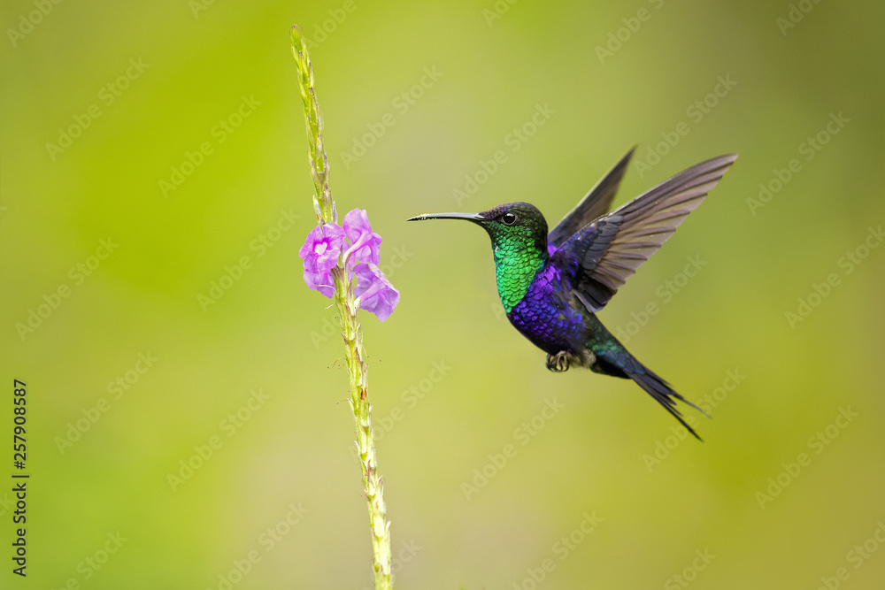 Fototapeta premium Fioletowo-koronowany woodnymph (Thalurania colombica colombica), znany również jako purpurowo-koronowany, to średniej wielkości koliber znaleziony w Ameryce Środkowej