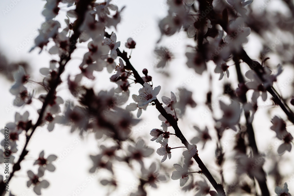 Close up of plum and cherry blossom. White spring flowers on blue sky. Close up of plum and cherry blossom. White spring flowers on blue sky.