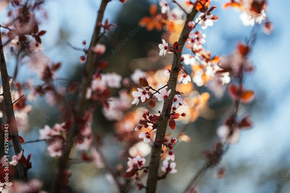 Close up of plum and cherry blossom. White spring flowers on blue sky. Close up of plum and cherry blossom. White spring flowers on blue sky.