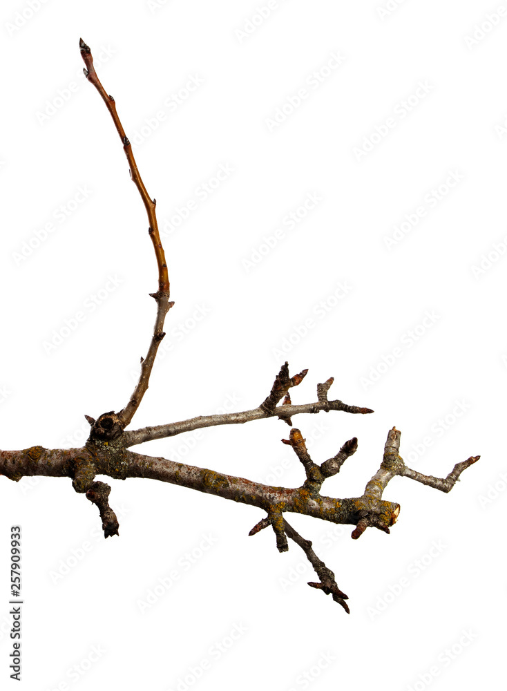 Fototapeta premium Dry pear tree branch with buds on an isolated white background. Snag
