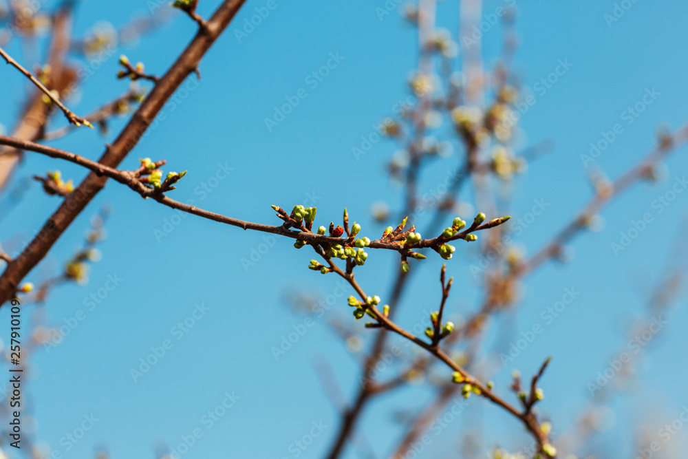 Close up of plum and cherry blossom. White spring flowers on blue sky.