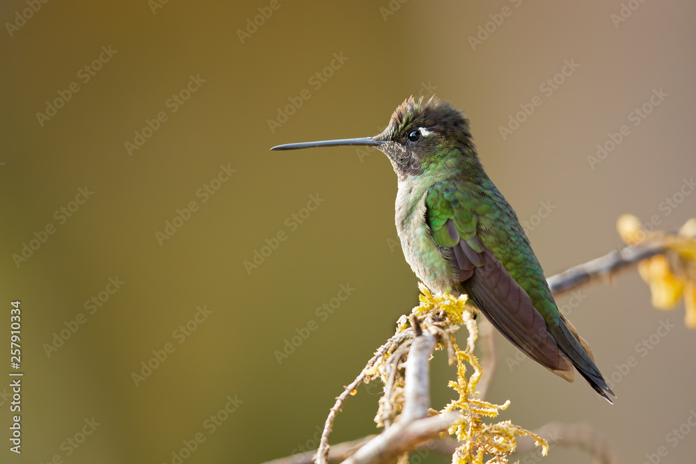 Fototapeta premium Rivoli's hummingbird (Eugenes fulgens) is a large hummingbird. Rivoli's hummingbird breeds in mountains from the southwestern United States to Honduras and Nicaragua.