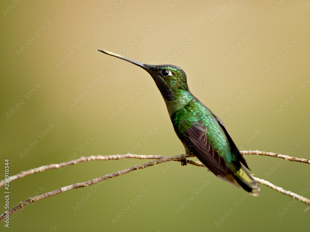 Fototapeta premium Rivoli's hummingbird (Eugenes fulgens) is a large hummingbird. Rivoli's hummingbird breeds in mountains from the southwestern United States to Honduras and Nicaragua.