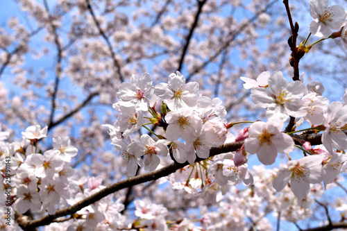 伊豆大室山と桜